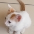 Minik Sarman Bebek yuva arıyor fotoğraf