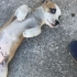 DİŞİ VE ERKEK JACK RUSSELL TERRİER MELEZİ BEBİŞLER fotoğraf