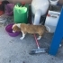 DİŞİ VE ERKEK JACK RUSSELL TERRİER MELEZİ BEBİŞLER fotoğraf