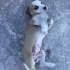DİŞİ VE ERKEK JACK RUSSELL TERRİER MELEZİ BEBİŞLER fotoğraf