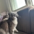 İlgiyi çok seven anlayışlı ve akıllı bir kedi fotoğraf