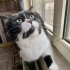 Tweety ömürlük yuvasını arıyor fotoğraf