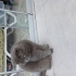 9 Aylık Erkek Scottish Fold – Ücretsiz Sahiplendirilecektir fotoğraf