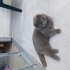 9 Aylık Erkek Scottish Fold – Ücretsiz Sahiplendirilecektir fotoğraf