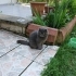9 Aylık Erkek Scottish Fold – Ücretsiz Sahiplendirilecektir fotoğraf