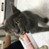 Russian Blue+Tekir Karışımı Melez Yavru Yuvasını Bekliyor fotoğraf