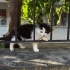 4 YAVRU KARDEŞE YUVA fotoğraf