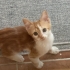 2.5 Aylık Yavru Kediye Yuva arıyoruz fotoğraf