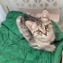 Damla ve kızına acil yuva arıyoruz fotoğraf