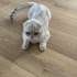 Anne ve kızına yuva aranıyor fotoğraf