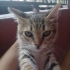 LİLA İÇİN ACİL YUVA ARIYORUZ fotoğraf