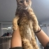Yakışıklı Behlül Acil Yuvasını Arıyor fotoğraf