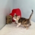 Çok tatlı minik kedi fotoğraf