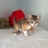 Çok tatlı minik kedi fotoğraf