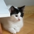 Beyaz olamadım ama kara da değilim fotoğraf