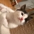 Beyaz olamadım ama kara da değilim fotoğraf
