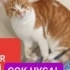 SEVGİ DELISI  NADIR BİR GUZELLIK fotoğraf