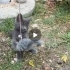 Tekir anneden doğan cins kedi: GRİ fotoğraf