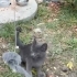 Tekir anneden doğan cins kedi: GRİ fotoğraf
