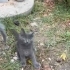 Tekir anneden doğan cins kedi: GRİ fotoğraf