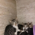 Süt kardeşlerden biri size gelsin miiii 😺 fotoğraf