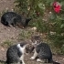 Süt kardeşlerden biri size gelsin miiii 😺 fotoğraf