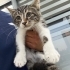Süt kardeşlerden biri size gelsin miiii 😺 fotoğraf