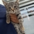 Süt kardeşlerden biri size gelsin miiii 😺 fotoğraf