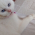 Akıllı sevimli oyuncu fotoğraf