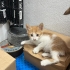 🐾 ACİL YUVA ARANIYOR! / ÖMÜRLÜK KORUNAKLI YUVALARINI ARIYORLAR 🐾 fotoğraf
