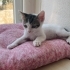 3 Güzel Yavru İçin Acil Yuva fotoğraf