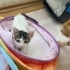 3 Güzel Yavru İçin Acil Yuva fotoğraf