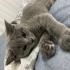 Sevimli dişi British Shorthair kızımıza ömürlük yuvasını arıyoruz. Sevgi dolu, s fotoğraf