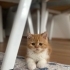 Erkek, turuncu Exotic Shorthair oğlumuza ömürlük yuvasını arıyoruz. Sakin, sevec fotoğraf