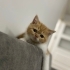 Erkek, turuncu Exotic Shorthair oğlumuza ömürlük yuvasını arıyoruz. Sakin, sevec fotoğraf