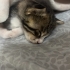 Maviş gözlü erkeğiimiz fotoğraf