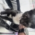 Zeytin için ACİL yuva aranıyor fotoğraf
