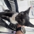 Zeytin için ACİL yuva aranıyor fotoğraf