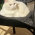 Uyumlu,uslu, güzel bir dost fotoğraf
