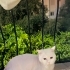 Uyumlu,uslu, güzel bir dost fotoğraf