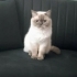 14 aylık erkek kısırlaştırma şartı ile fotoğraf