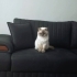 14 aylık erkek kısırlaştırma şartı ile fotoğraf