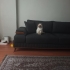 14 aylık erkek kısırlaştırma şartı ile fotoğraf
