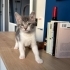 Evde büyüyen can ciğerlere ömürlük yuva fotoğraf