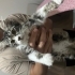 🐾 ANKARA İÇİ ACİL ÖMÜRLÜK YUVA ARANIYOR 🐾 fotoğraf