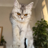 🐾 British Shorthair Dişi Yavru Kedi Yuva Arıyor 🐾 fotoğraf