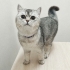 🐾 British Shorthair Dişi Yavru Kedi Yuva Arıyor 🐾 fotoğraf