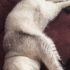🐾 British Shorthair Dişi Yavru Kedi Yuva Arıyor 🐾 fotoğraf