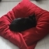 Sevgi dolu uslu kedi yuva arıyor fotoğraf
