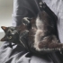 Sevgi dolu uslu kedi yuva arıyor fotoğraf